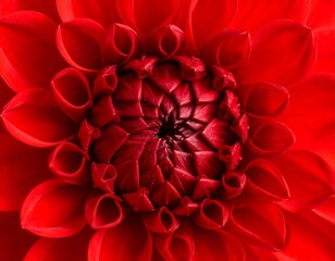 Close-up of a vibrant red dahlia