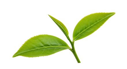 Obraz premium Fresh Green Tea Leaves Isolated on White Background, symbolizing health and wellness