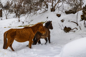 A herd of horses grazing on hay in the snow-covered mountains