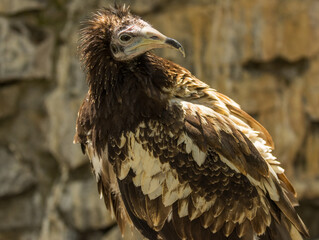 Vautour Percnoptère d'Egypte