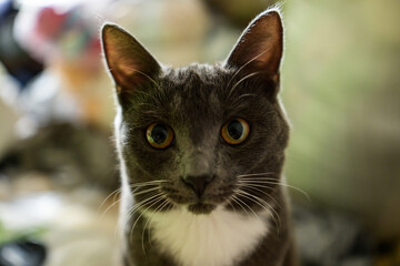 Portrait of a gray cat with yellow eyes 