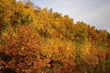 Colorful foliage in the forest