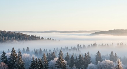 Fototapeta premium Misty Winter Landscape with Snow-Covered Trees and Soft Fog in a Serene Forest Scene at Dawn