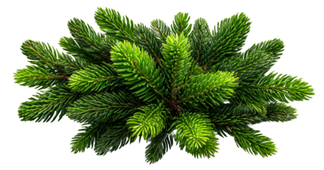 large bundle of pine branches. the top view shows all off them, without any trees, only pine branches, berries and brown cones, creating an enchanting christmas scene on a white background 