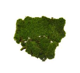 Green moss isolated on transparen png. Nature background.