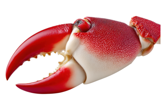 Raw crab claw in seafood market natural food photography concept, isolated on transparent background