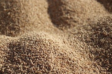 coffee beans background