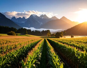Fototapeta premium Cornfield sunrise mountain panorama