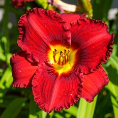 Close-up of a vibrant red flower (1)