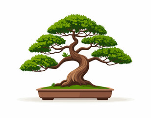 bonsai tree isolated