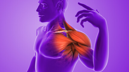 Anatomical Animation of Painful Shoulder Muscle and Joint