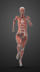 Female Anatomy Displaying Internal Body Systems