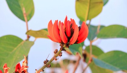 Close-up of a vibrant red flower