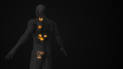 Male Hormonal Balance and Endocrine Regulation