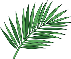 Green palm leaf branch isolated on white background closeup view.