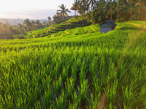 Subak is an organization owned by the farming community in Bali which specifically regulates the management or irrigation system for traditional rice fields.