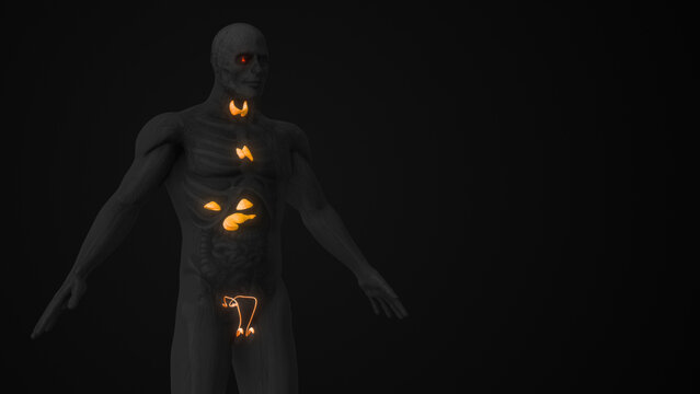 Male Hormonal Balance and Endocrine Regulation