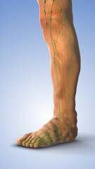 Pitting Edema Resulting from Fluid Accumulation