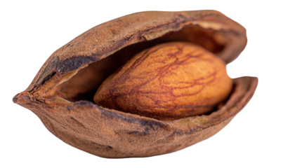 A single raw pecan nut resting inside its cracked open shell isolated on a transparent background.