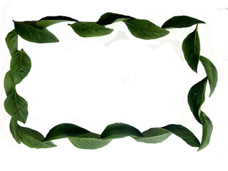 Naklejka premium “A circular wreath made from natural green leaves arranged in a round shape, isolated on a transparent background. Perfect for eco-friendly designs, botanical decorations, invitations, logos.