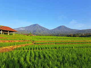 Jatiluwih, Bali  offers beautiful views of terraced rice fields using a traditional irrigation system known as subak.