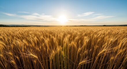 Golden wheat field under a bright sun with a clear blue sky on a summer day landscape view