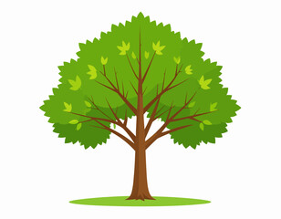 Fototapeta premium green tree isolated on white