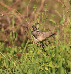 Large Gray Babbler