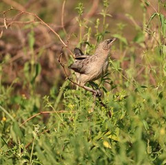 Large Gray Babbler