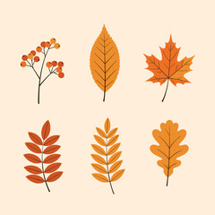 Fototapeta premium A collection of beautiful autumn leaves in shades of orange and red.