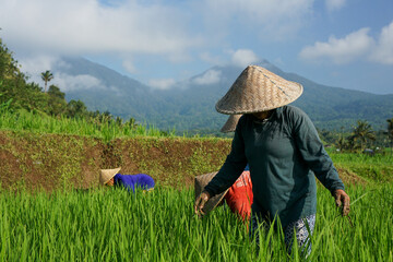 Farmers are working in the rice fields. Jatiluwih, Bali  offers beautiful views of terraced rice fields using a traditional irrigation system known as subak.