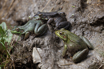 Trio of differently colored green frogs Lithobates clamitans sitting in a muddy roadside ditch