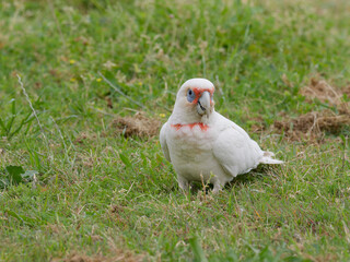 Long Billed Corella x Little Corella (Cacatua sanguinea x Cacatua tenuirostris) looking for something to eat in the grass