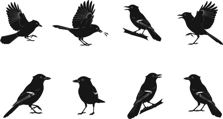 Black bird silhouette collection with flying perched walking singing poses detailed vector illustration isolated on white background for design decoration