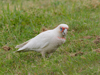 Long Billed Corella x Little Corella (Cacatua sanguinea x Cacatua tenuirostris) looking for something to eat in the grass