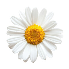 White Daisy Flower Closeup Black Background Botanical Beauty isolated on a white background