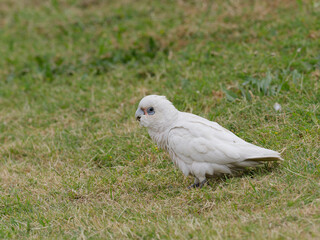 Little Corella (Cacatua sanguinea) standing on a grass field foraging for food.	
