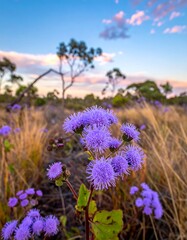 Purple flowers in a field at sunset