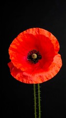 Close-up of a vibrant red poppy against a black background