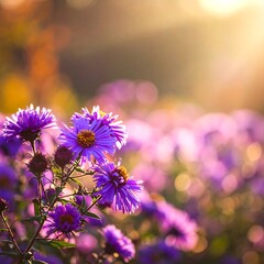 Purple flowers in golden sunlight (1)