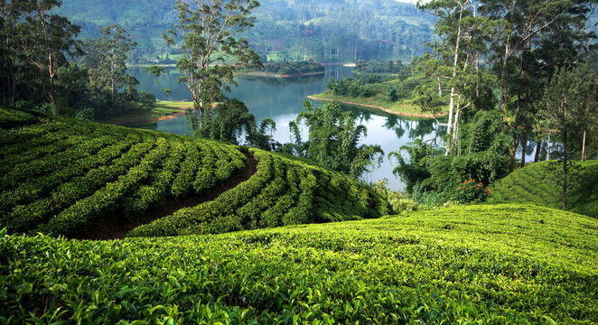 Tea plantations around the castlereagh reservoir Hatton Sri lanka