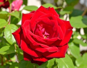 Close-up of a vibrant red rose (4)