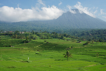 Jatiluwih, Bali  offers beautiful views of terraced rice fields using a traditional irrigation system known as subak.