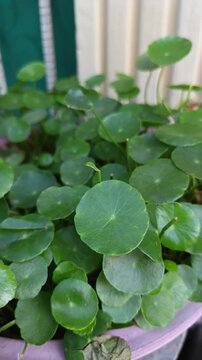 Footage of Centella asiatica herbal plant growing in pot, fresh green Gotu kola leaves, medicinal herb, traditional medicine, organic farming, natural remedy, healthy herbal plant cultivation