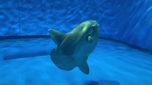 Sunfish or Mola mola swimming at Aqua World Ibaraki Oarai Aquarium, Oarai Ibaraki,Japan.
