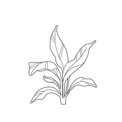 peace lily plant vegetation elevation 01