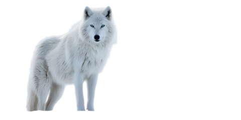 Powerful white wolf standing proudly.