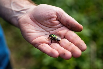 Studying a colorful insect on hand outdoor setting close-up photography natural environment macro view biodiversity awareness