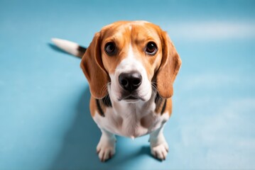 Beagle dog portrait in studio setting close-up view vibrant blue background pet photography