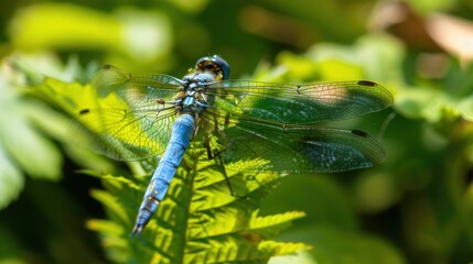Macro Insect Wildlife: Green Dragonflies, Red-Eyed Damselflies & Yellow Grasshopper Close-Ups
